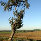 Baum in der Landschaft