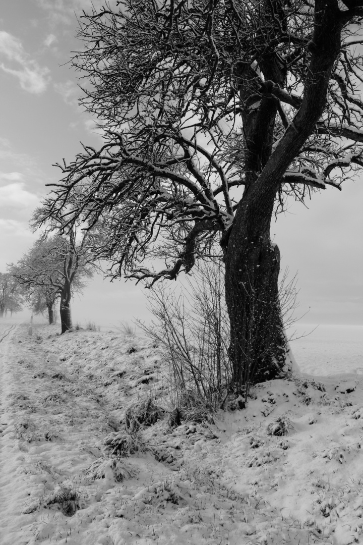 Baum in der Landschaft