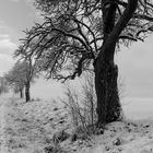 Baum in der Landschaft