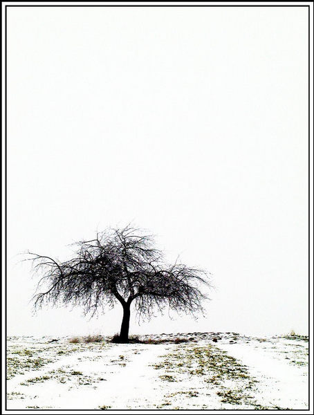 Baum in der Landschaft/18.01.2002