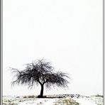 Baum in der Landschaft/18.01.2002