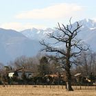 Baum in der Magadino Ebene im Tessin