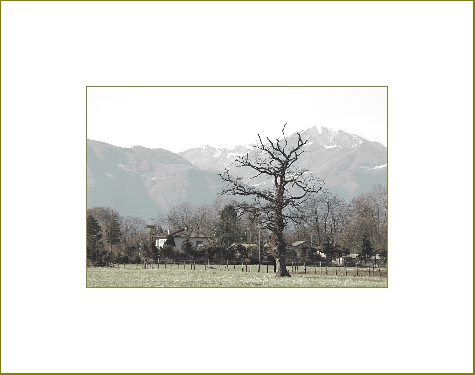 Baum in der Magadino Ebene im Tessin