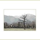 Baum in der Magadino Ebene im Tessin