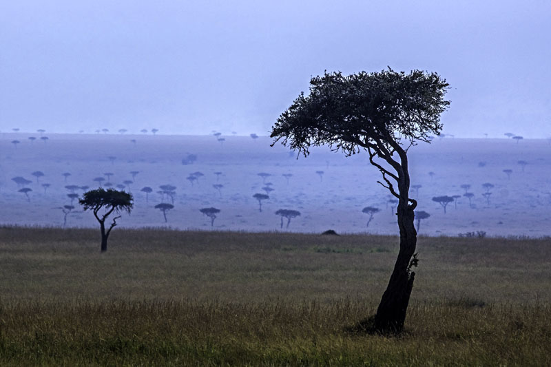 Baum in der Massai Mara in Kenia