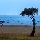 Baum in der Massai Mara in Kenia
