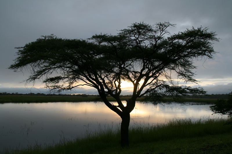 Baum in der Morgendämmerung