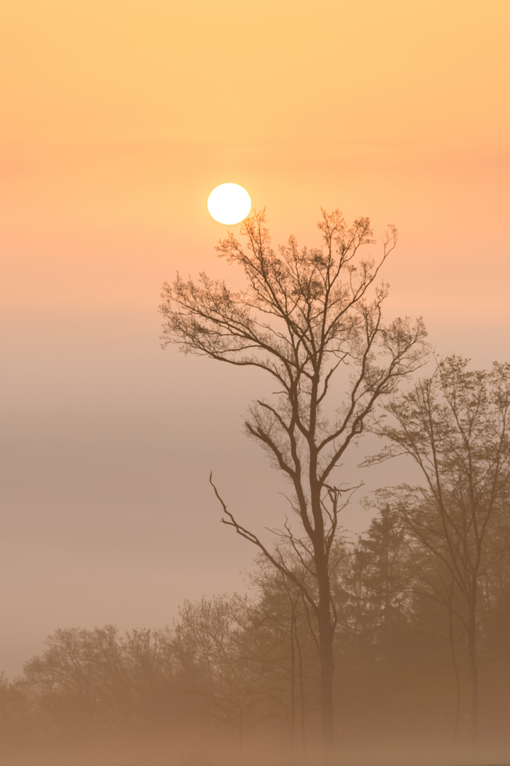 Baum in der Morgensonne