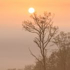 Baum in der Morgensonne