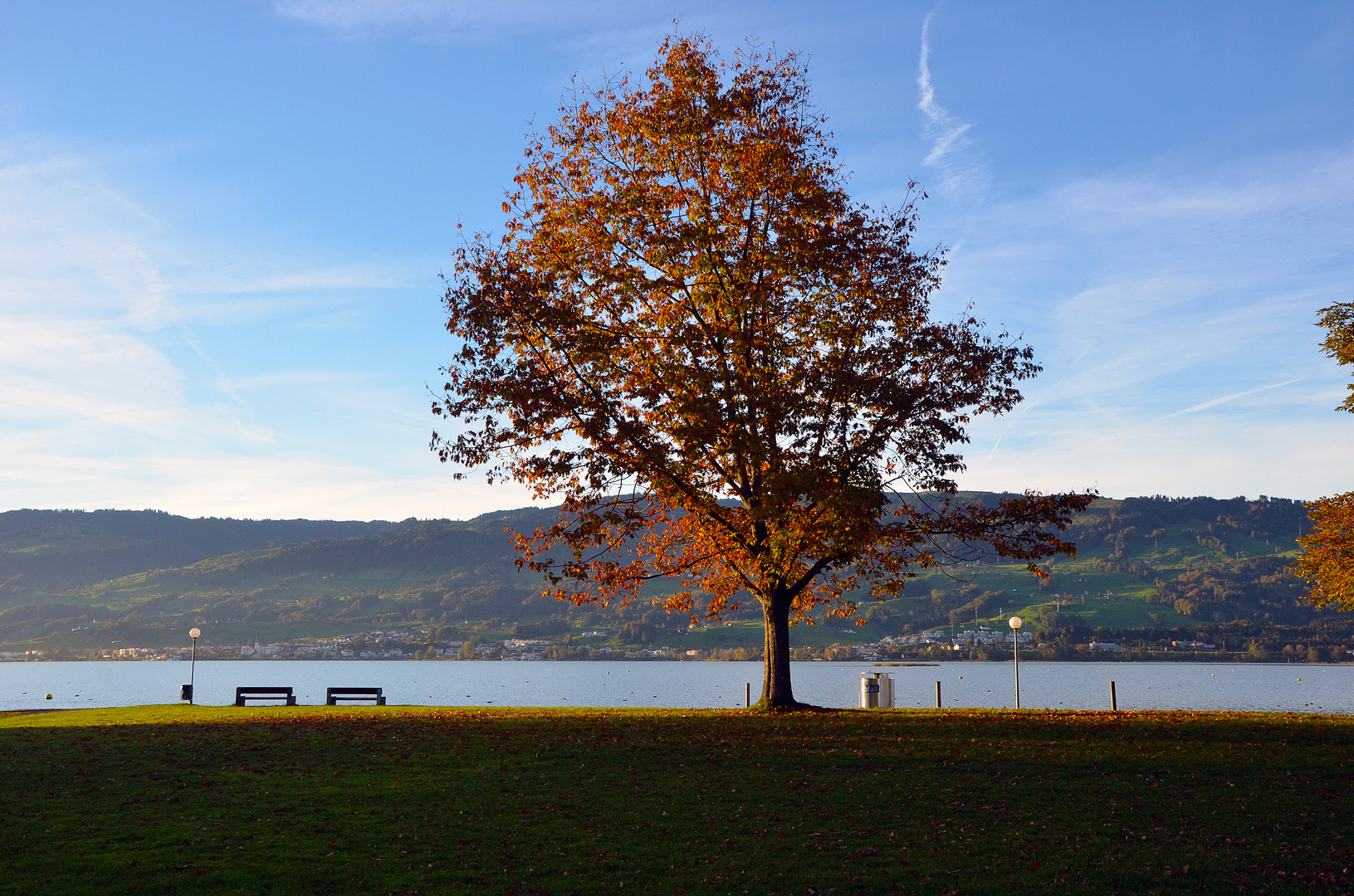 Baum in der Morgensonne am Herbst