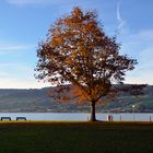 Baum in der Morgensonne am Herbst