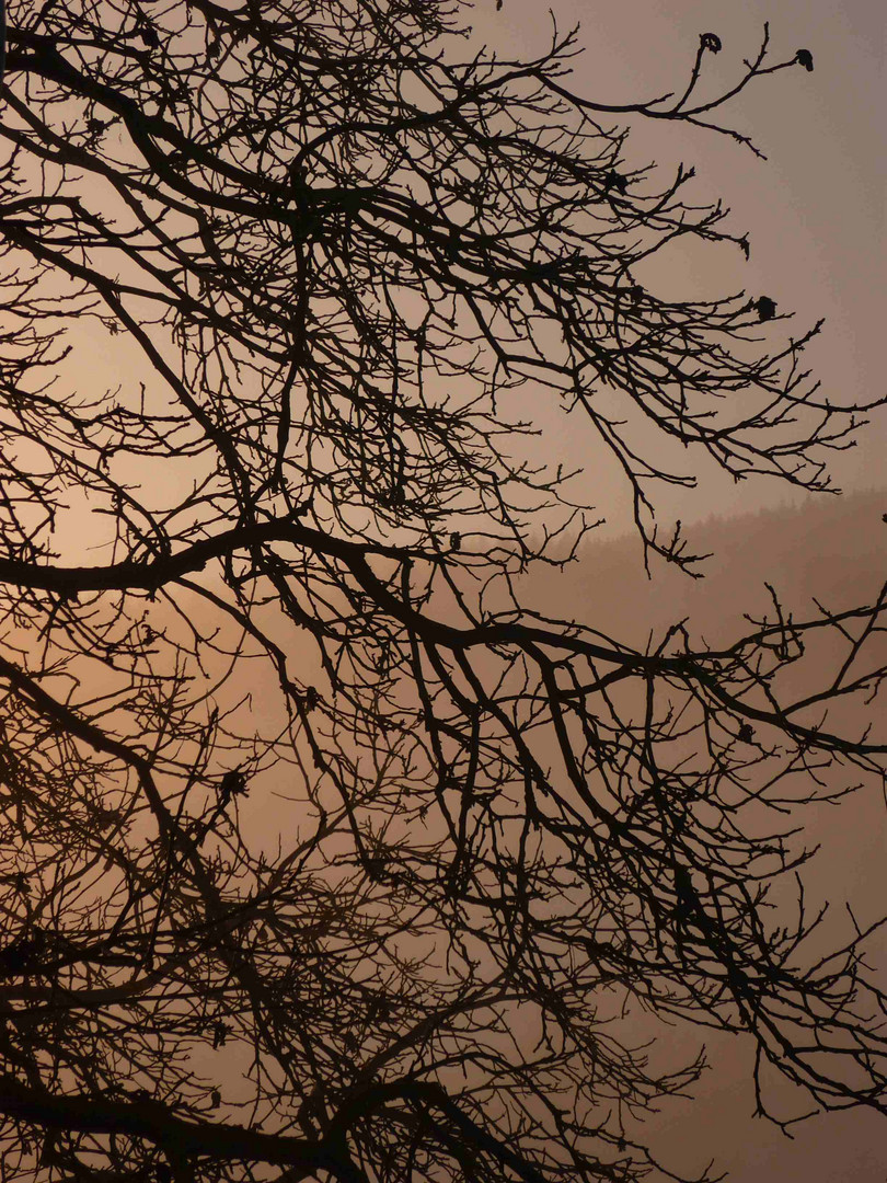 Baum in der Morgensonne (Winter)