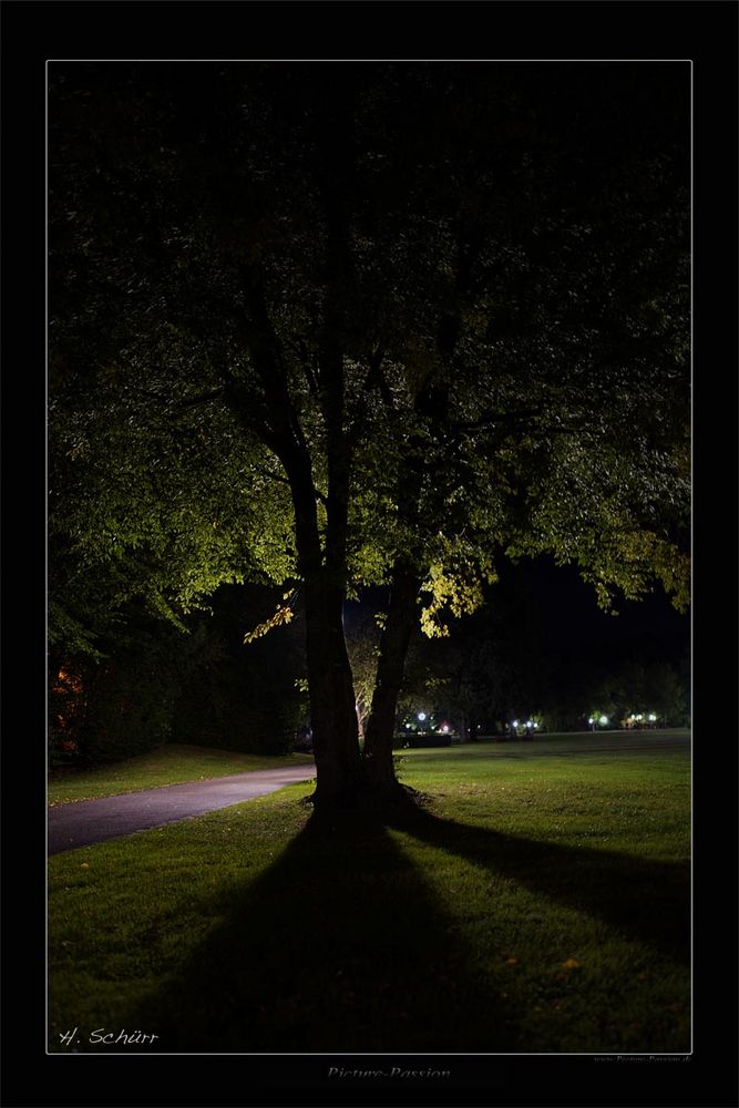 Baum in der Nacht