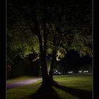 Baum in der Nacht