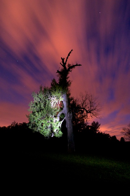 Baum in der Nacht