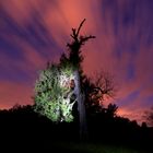 Baum in der Nacht