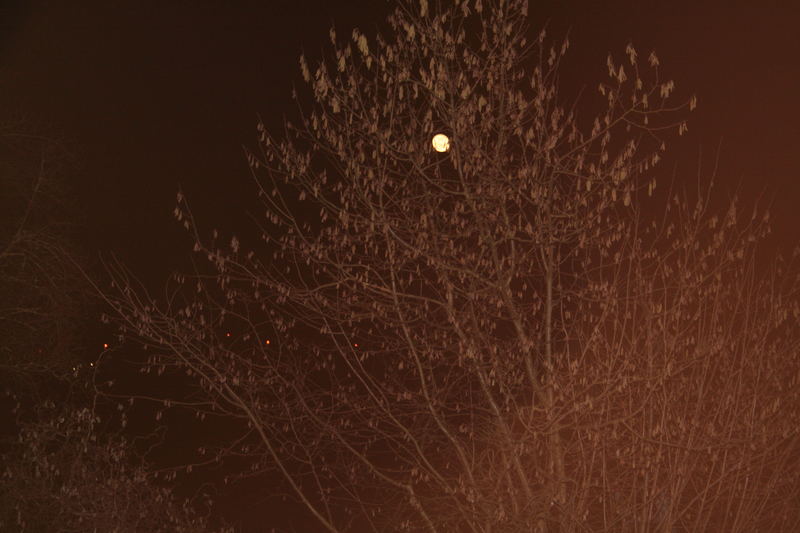 Baum in der nacht