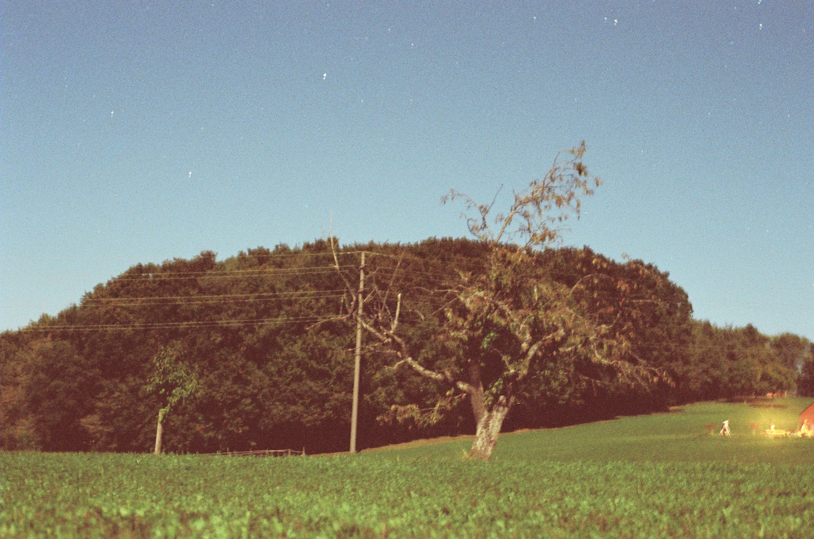 Baum in der Nacht