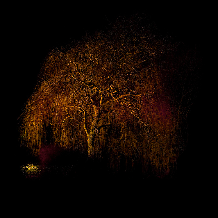 Baum in der Nacht