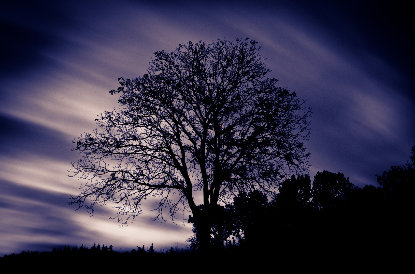 Baum in der Nacht