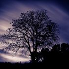 Baum in der Nacht