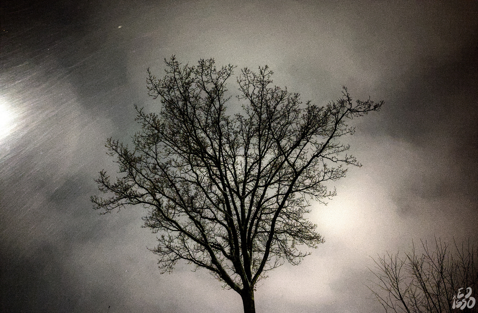 Baum in der Nacht bei leichtem Schneefall