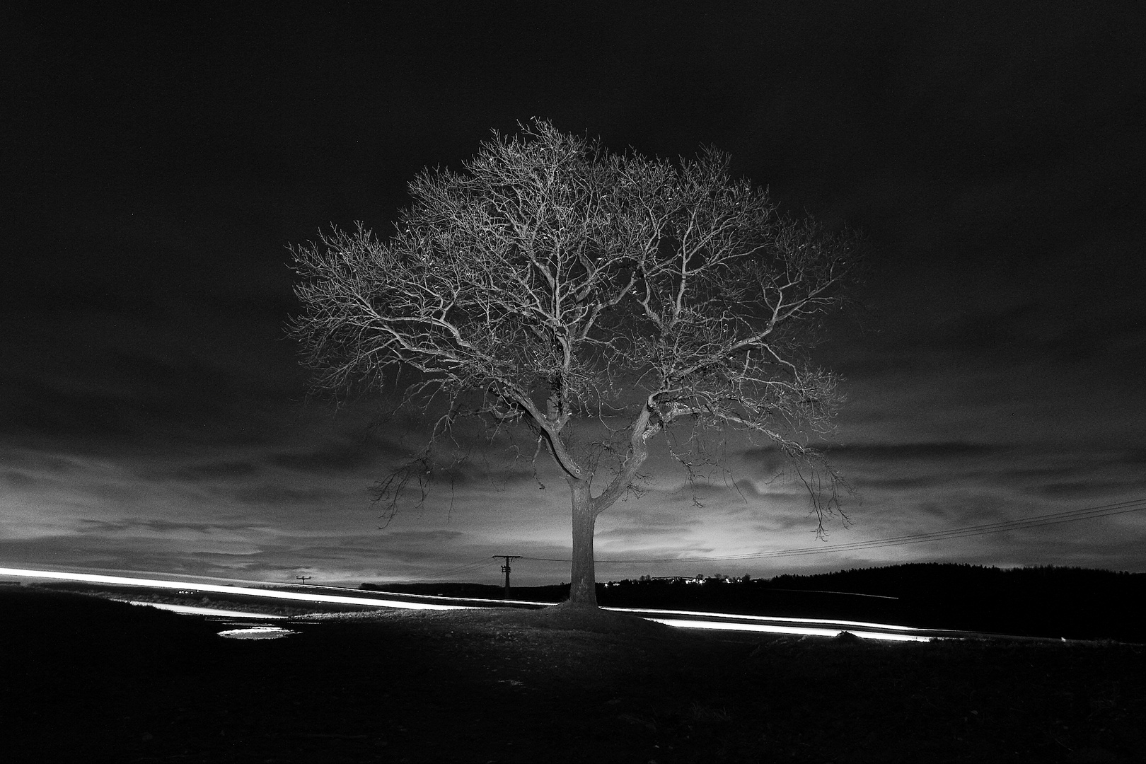 Baum in der Nacht II