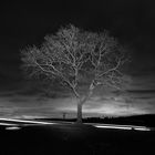 Baum in der Nacht II