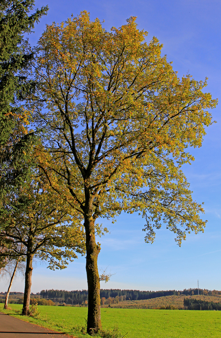 Baum in der Nähe der Wallfahrtskapelle Dörnschlade