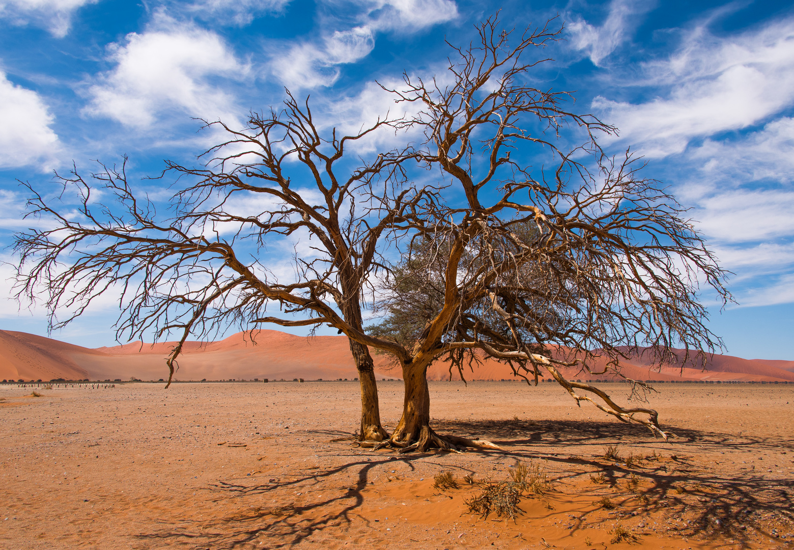 Baum in der Namib