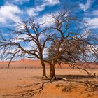 Baum in der Namib