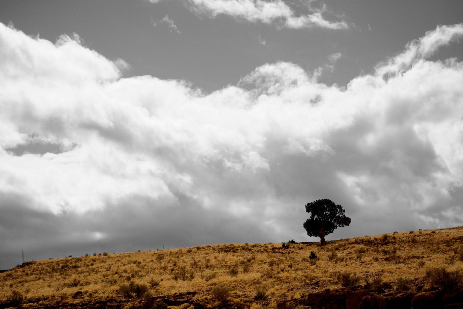 Baum in der Ödnis