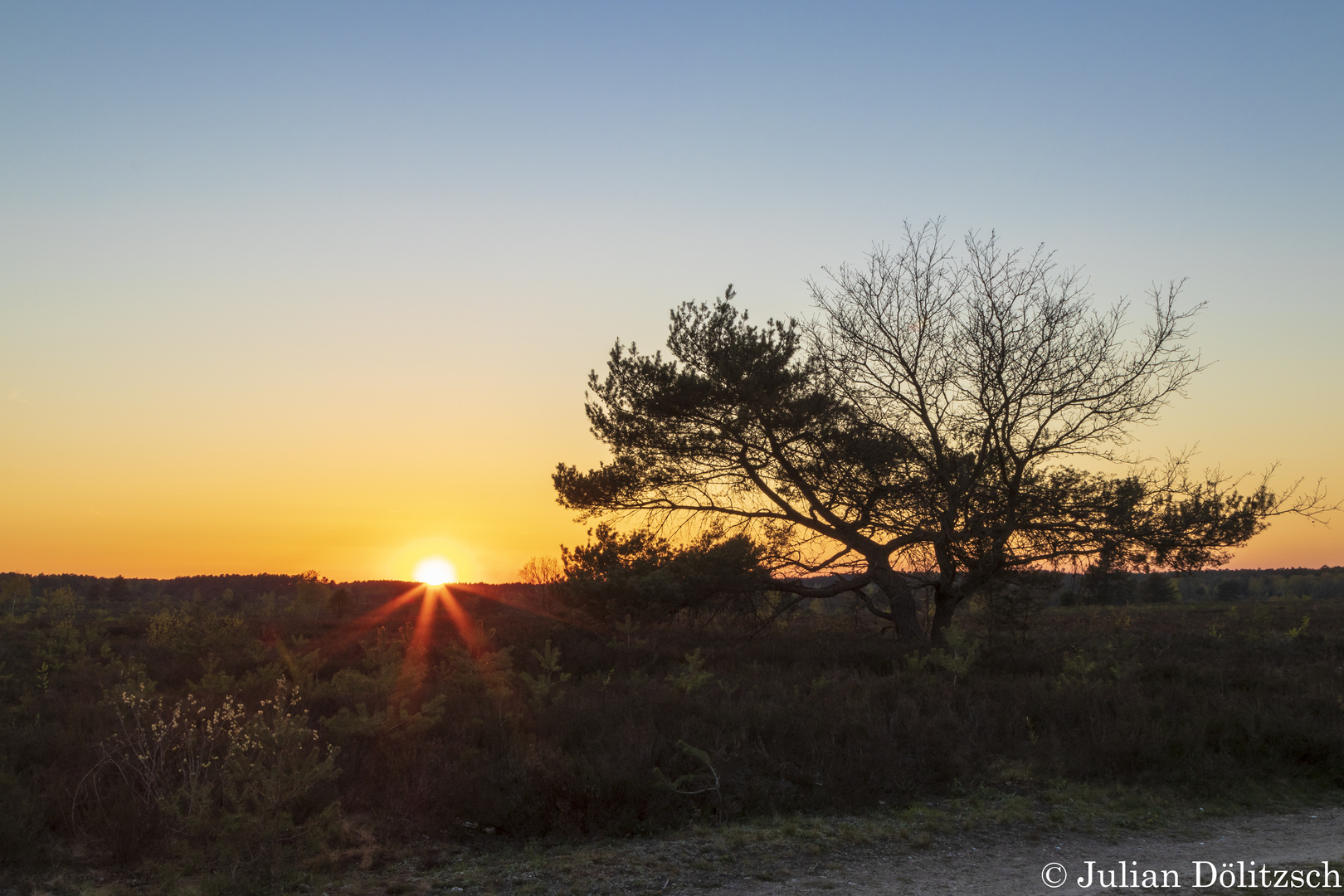 Baum in der Osterheide bei Sonnenuntergang