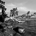 Baum in der Ostsee