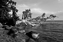 Baum in der Ostsee