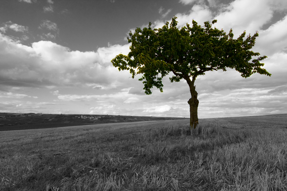 Baum in der Pfalz