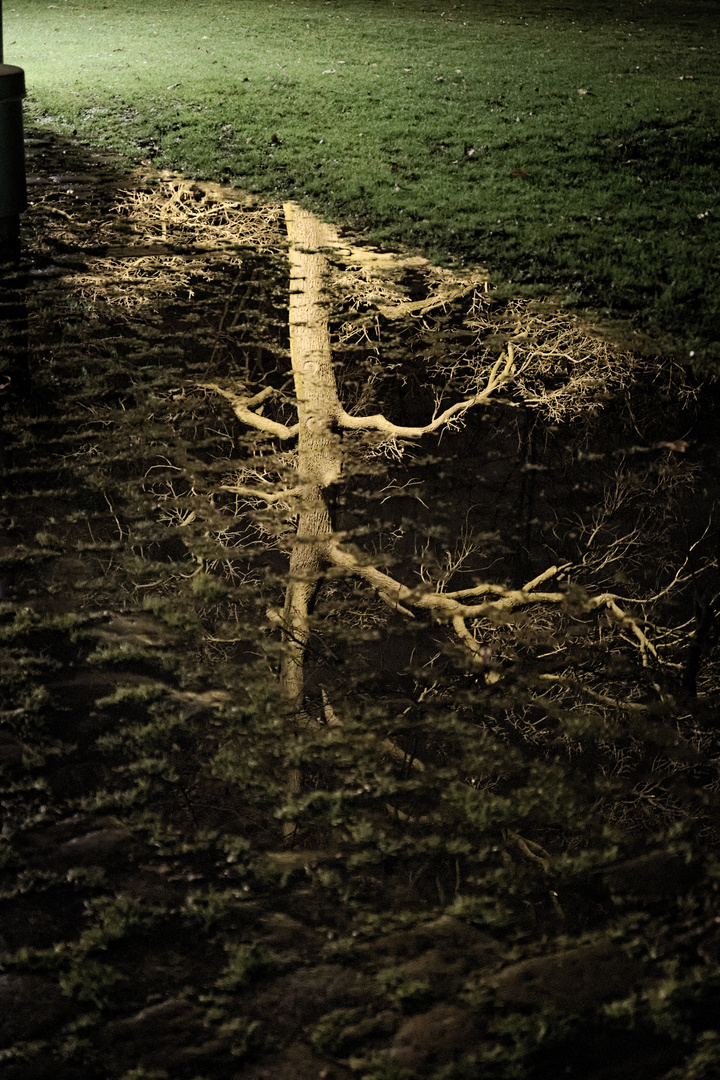 Baum in der Pfütze