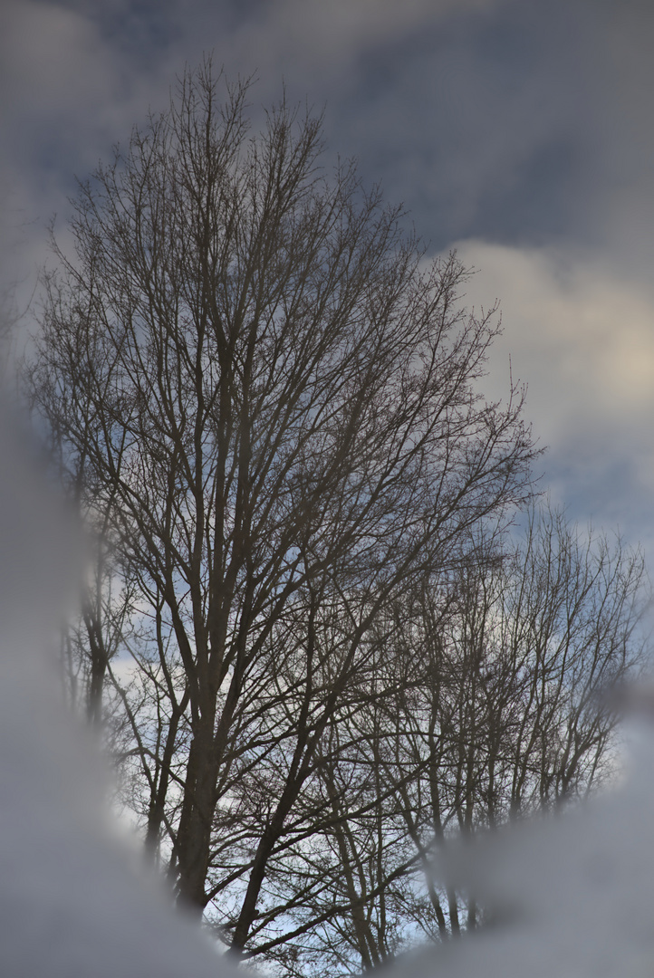 Baum in der Pfütze