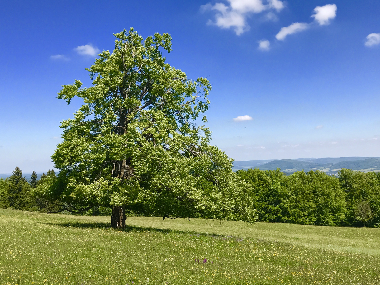 Baum in der Rhön