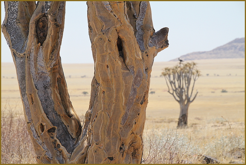 BAUM in der Savanne ... in Namibia