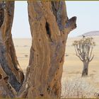 BAUM in der Savanne ... in Namibia
