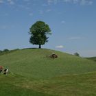 Baum in der Schweiz