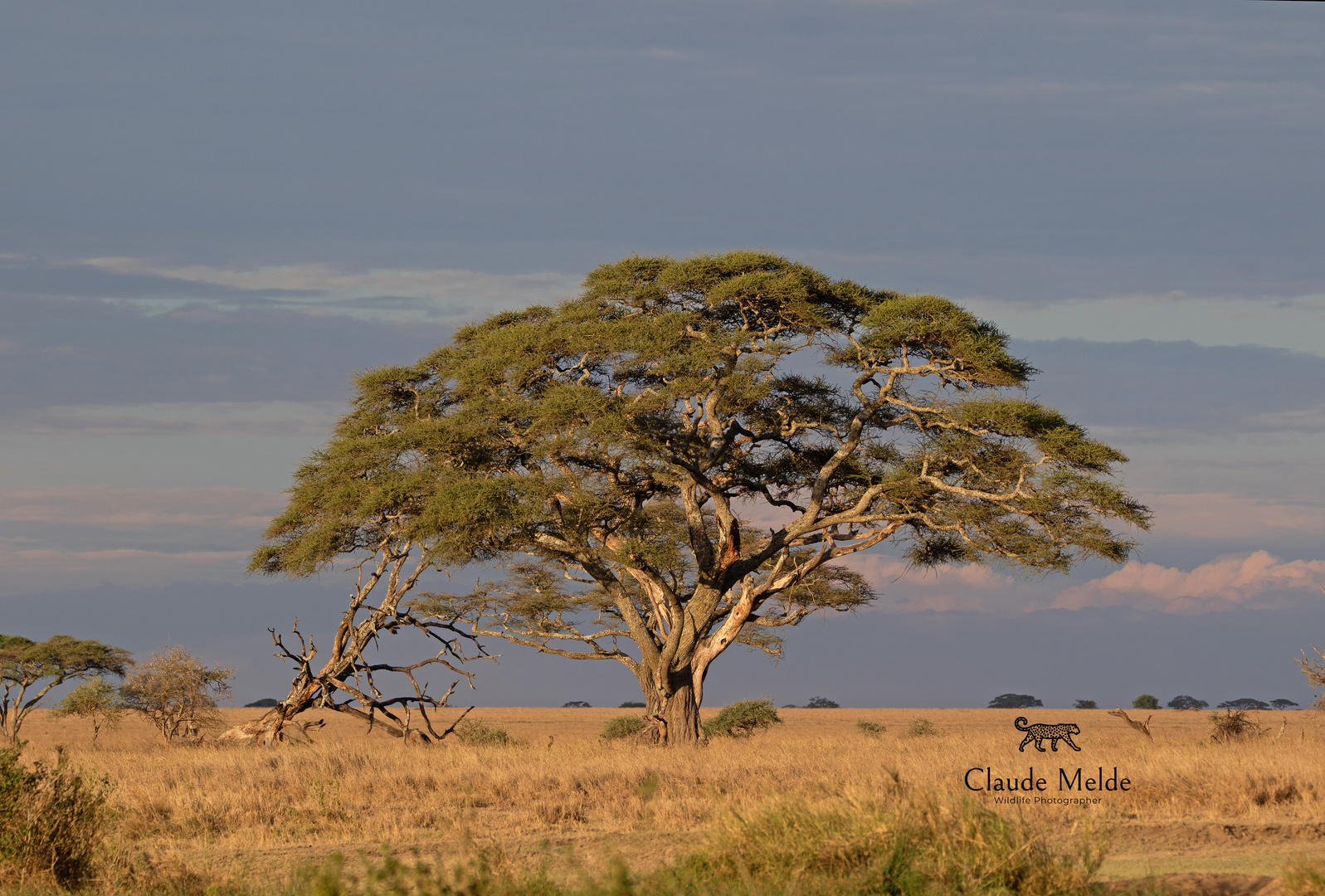 Baum in der Serengeti