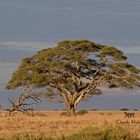 Baum in der Serengeti