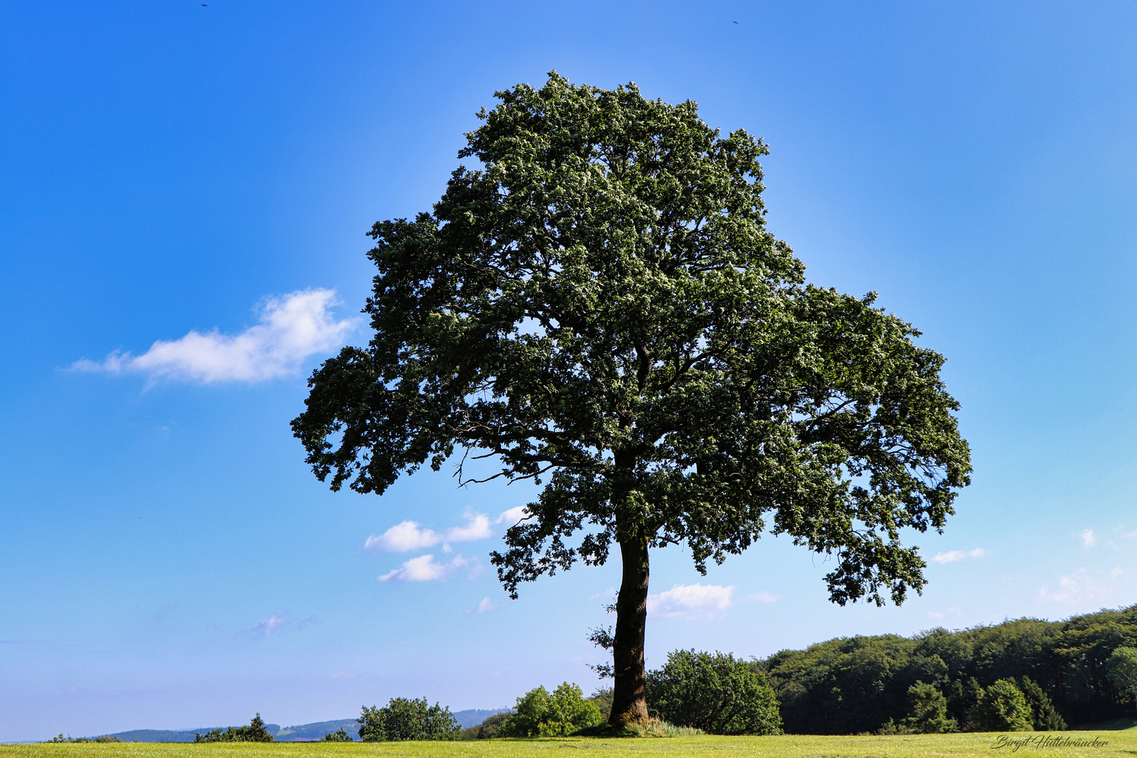 Baum in der sommerlichen Landschaft