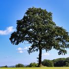 Baum in der sommerlichen Landschaft