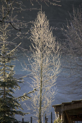 Baum in der Sonne