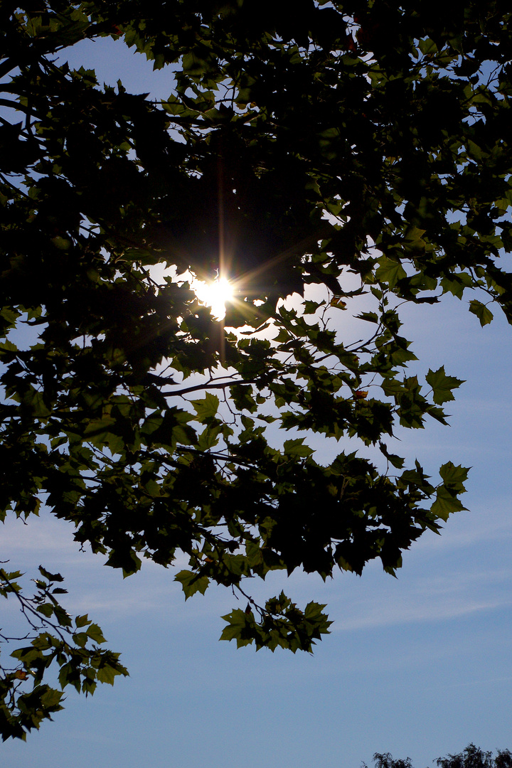 Baum in der Sonne