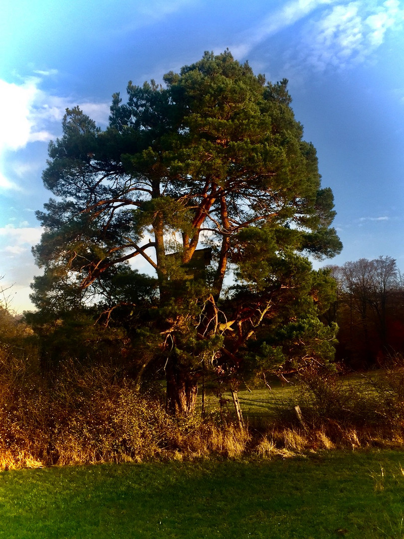 Baum in der Sonne