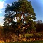 Baum in der Sonne